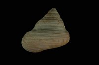 藏品(腰帶鐘螺)的圖片